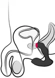 Prostate Massager Rebel Anuskiihotin - Eturauhaskiihottimet - 4024144113255 - 11